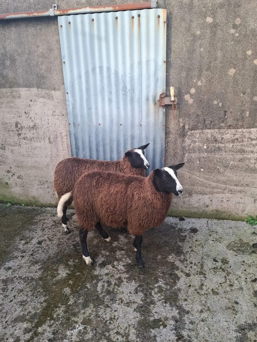 Zwartble Ewe and Ram lambs - Image 3