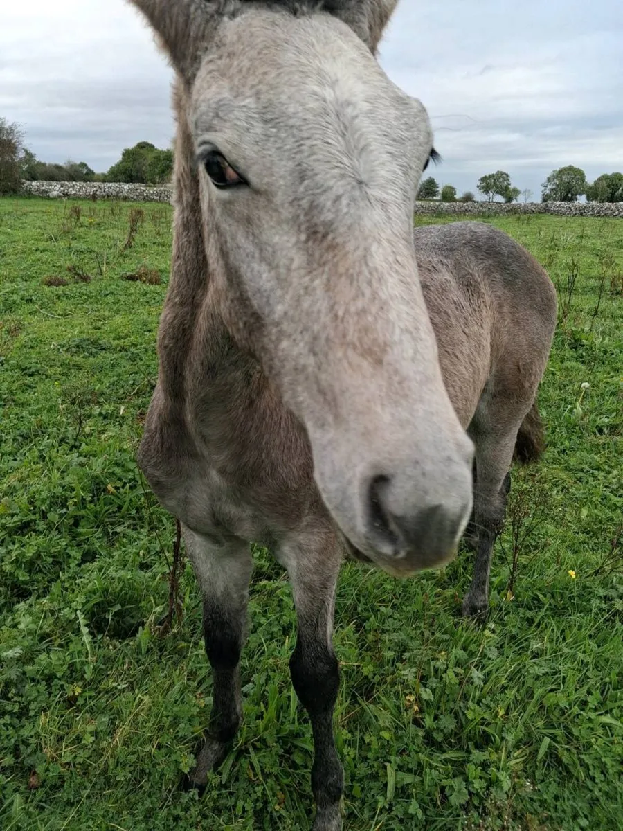 Filly foal by Irish draught stallion - Image 1