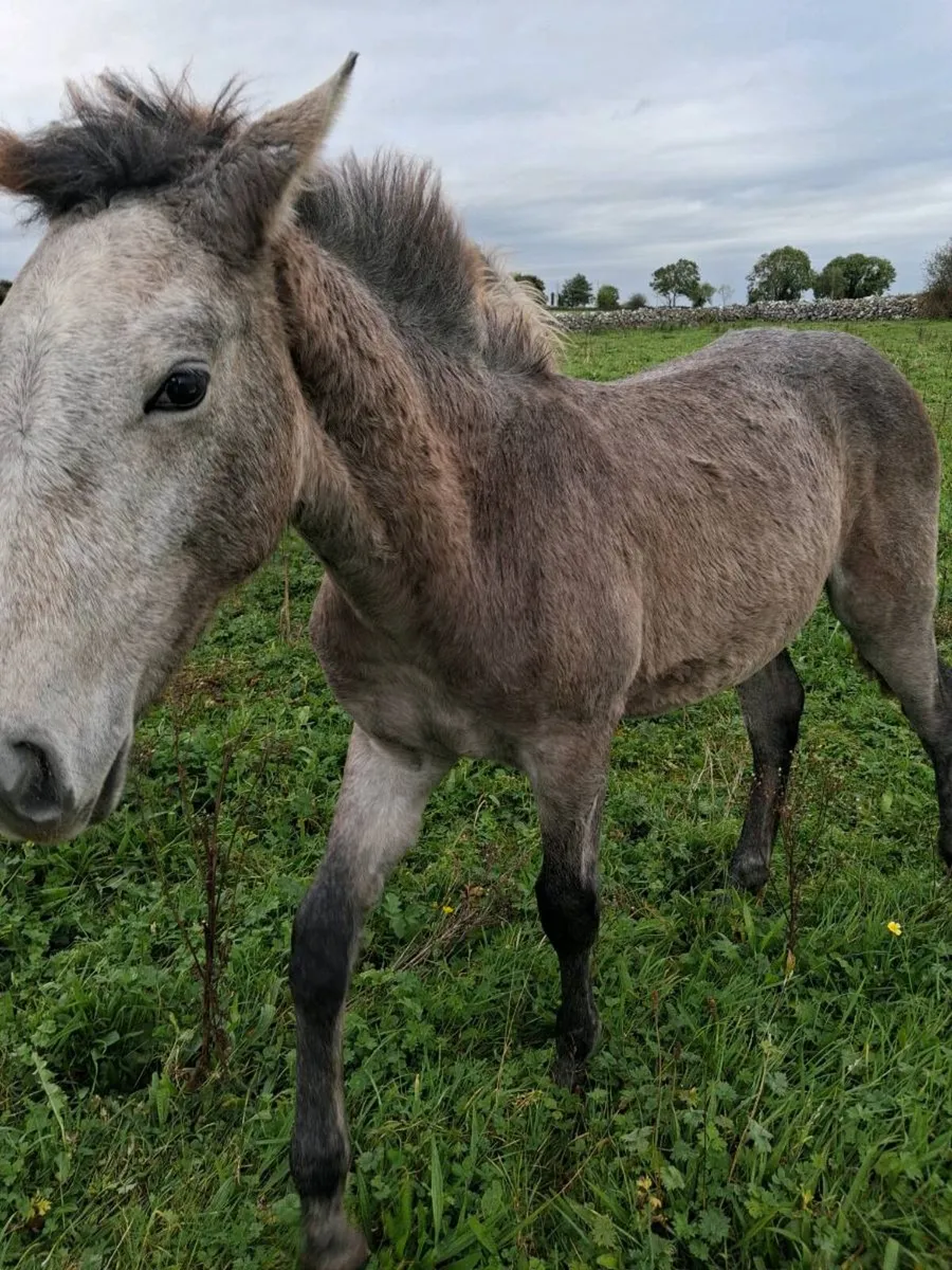Filly foal by Irish draught stallion - Image 2