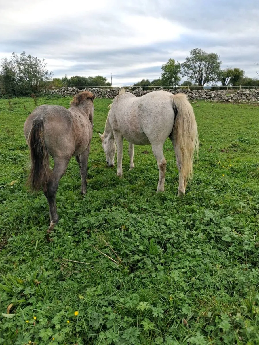 Filly foal by Irish draught stallion - Image 3