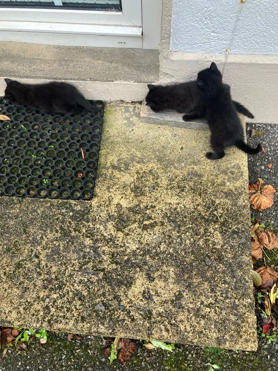 Kittens - Image 1