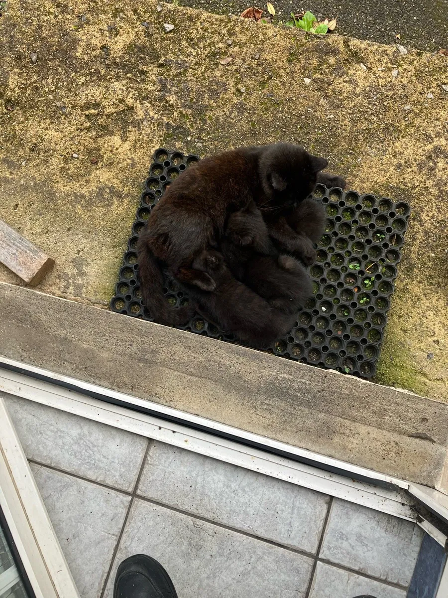 Kittens - Image 2