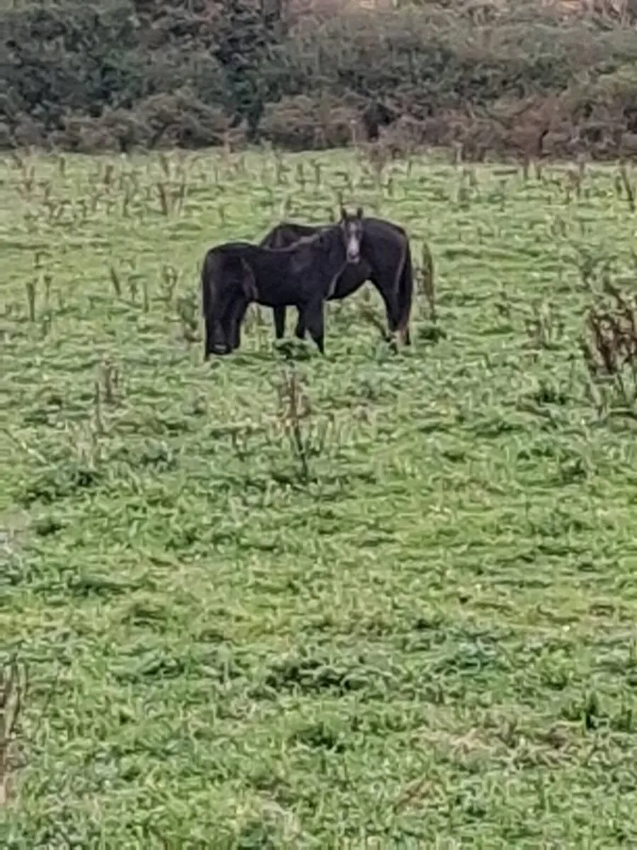 Mare and colt foal by RID stallion - Image 1