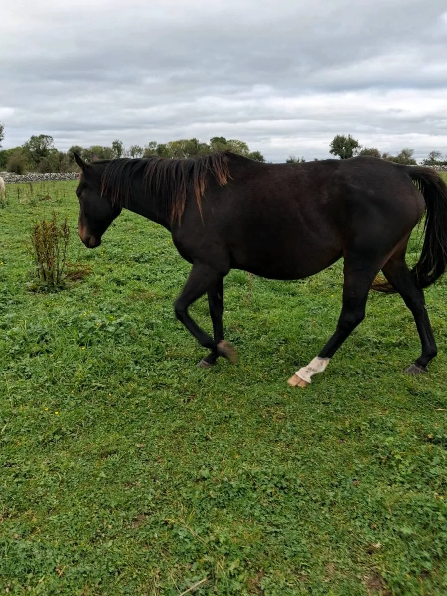 Mare and colt foal by RID stallion - Image 3