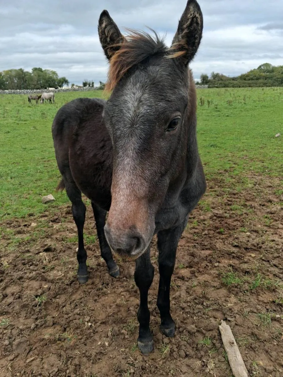 Mare and colt foal by RID stallion - Image 4