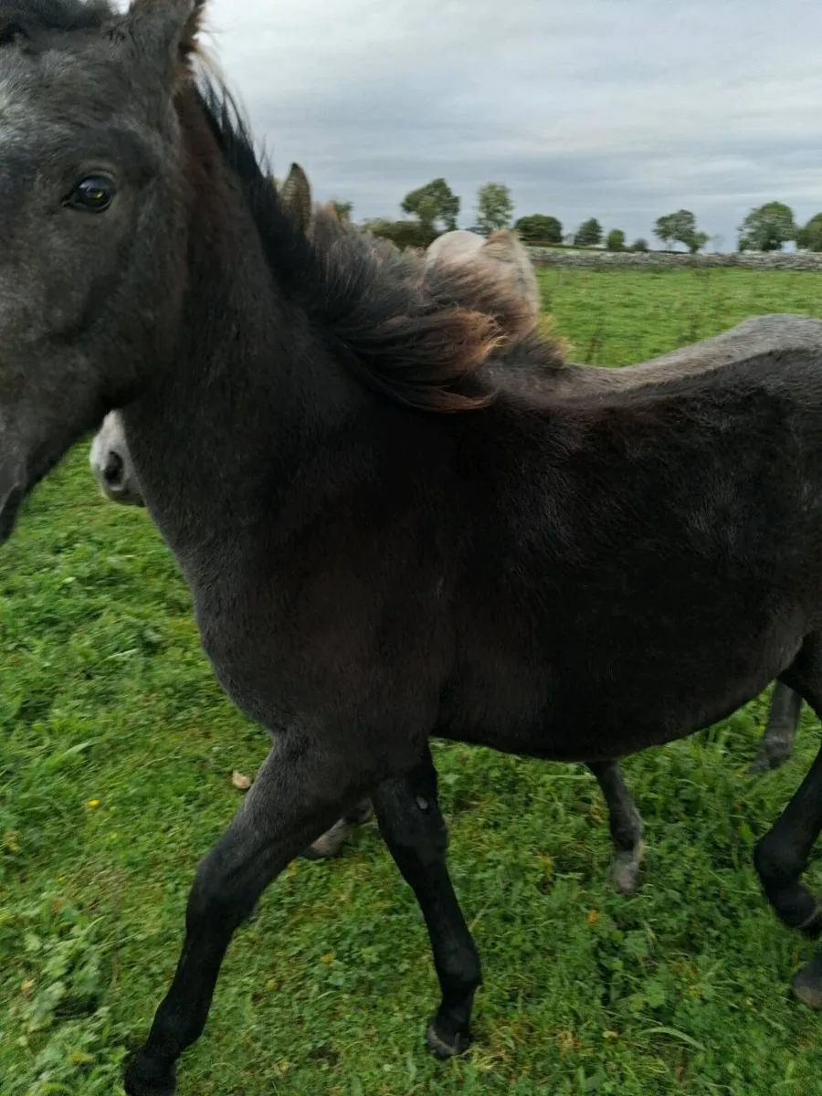 Mare and colt foal by RID stallion - Image 2