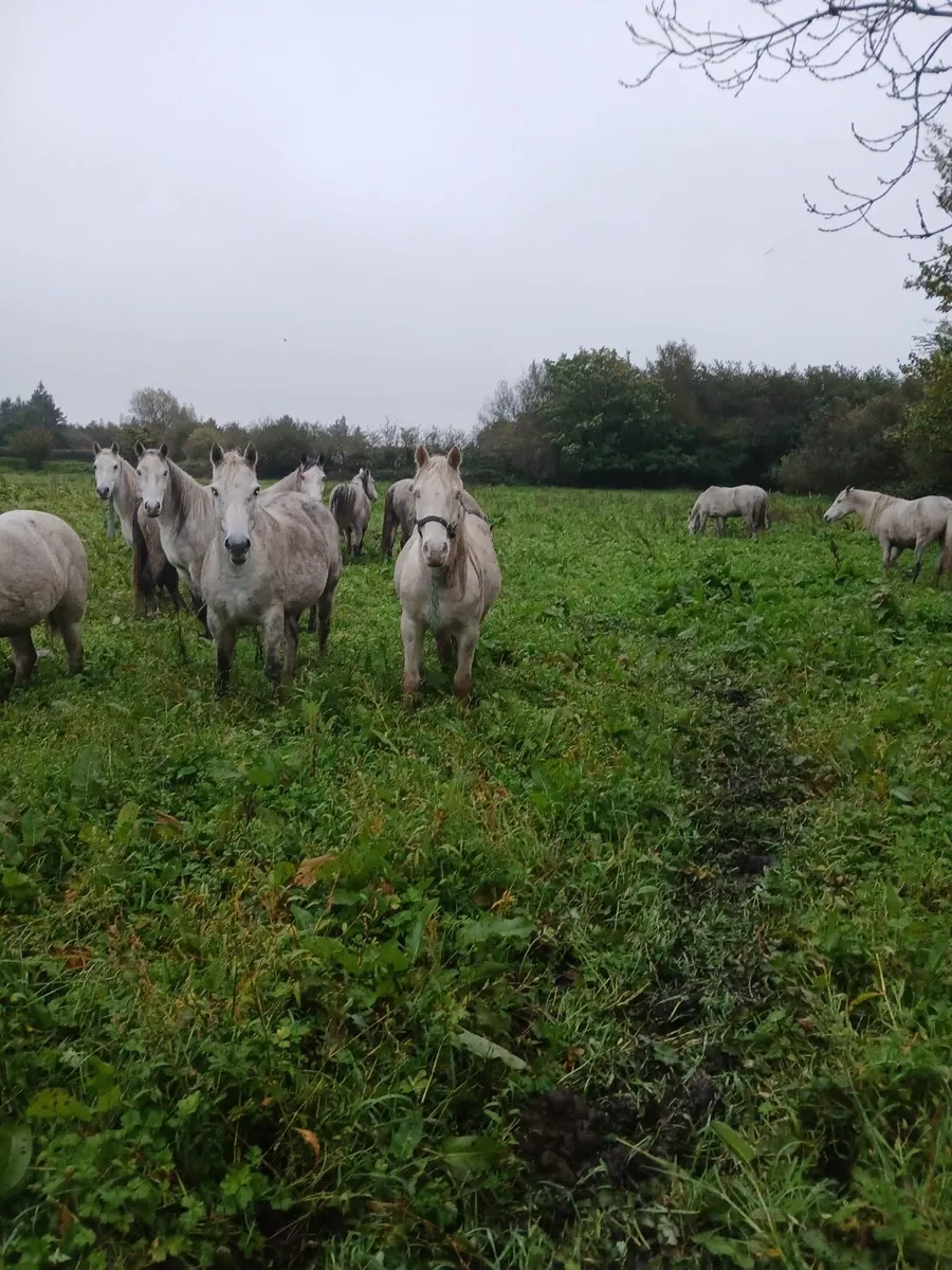 Selection of geldings&fillies - Image 2