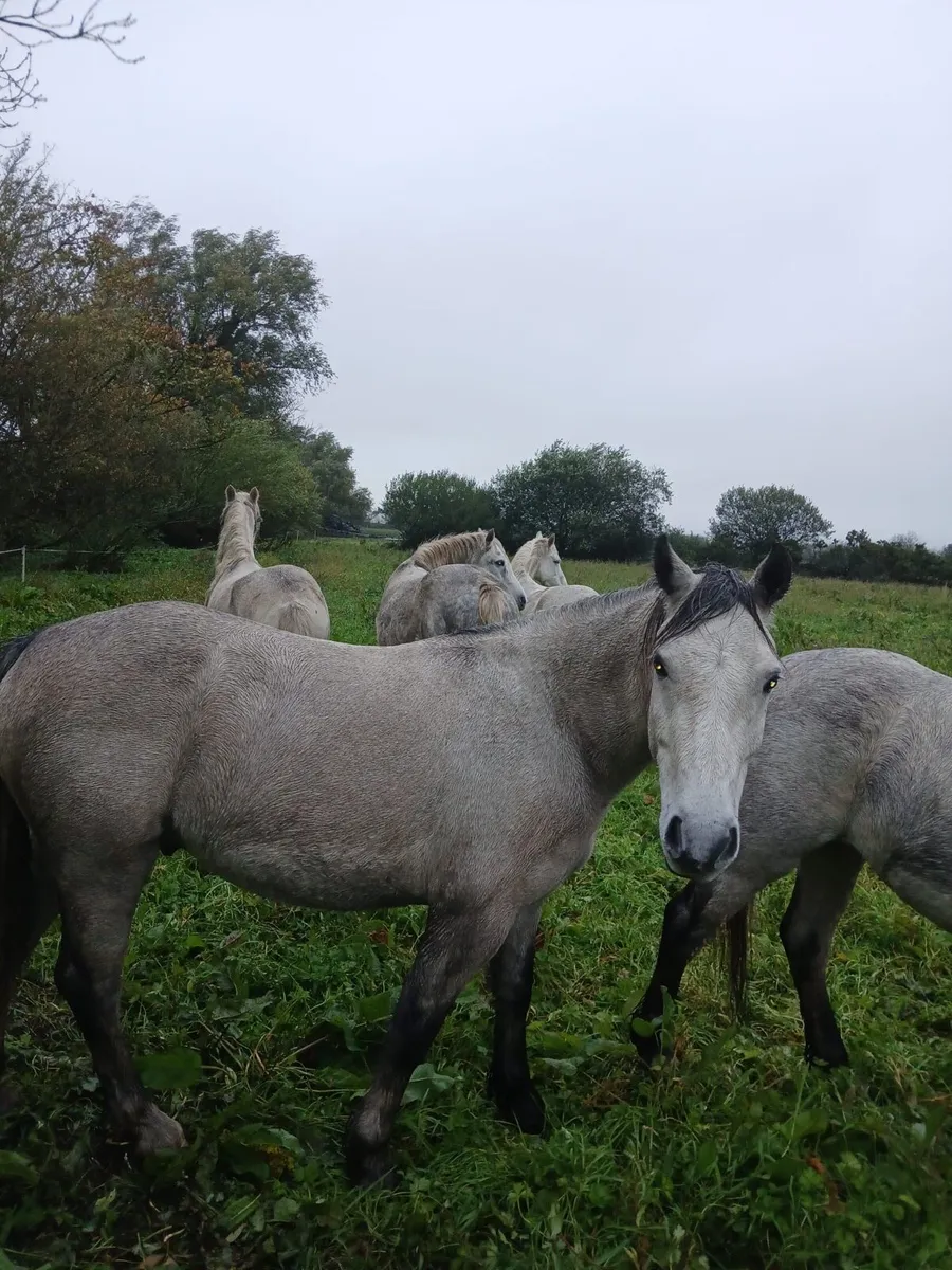 Selection of geldings&fillies - Image 3