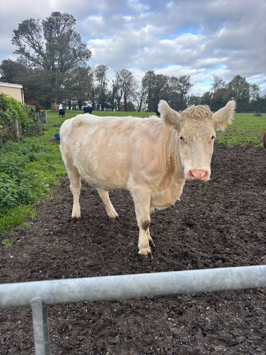 Incalf cow - Image 2