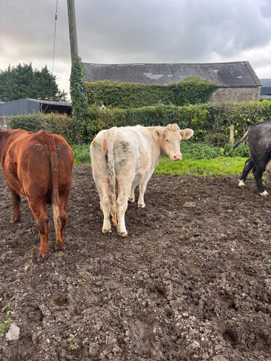 Incalf cow - Image 3