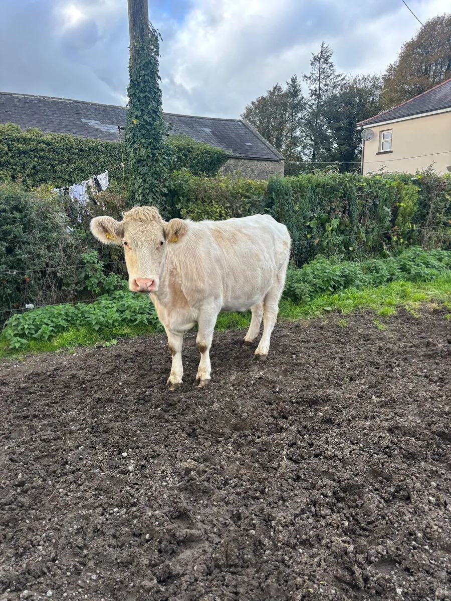 Incalf cow - Image 1