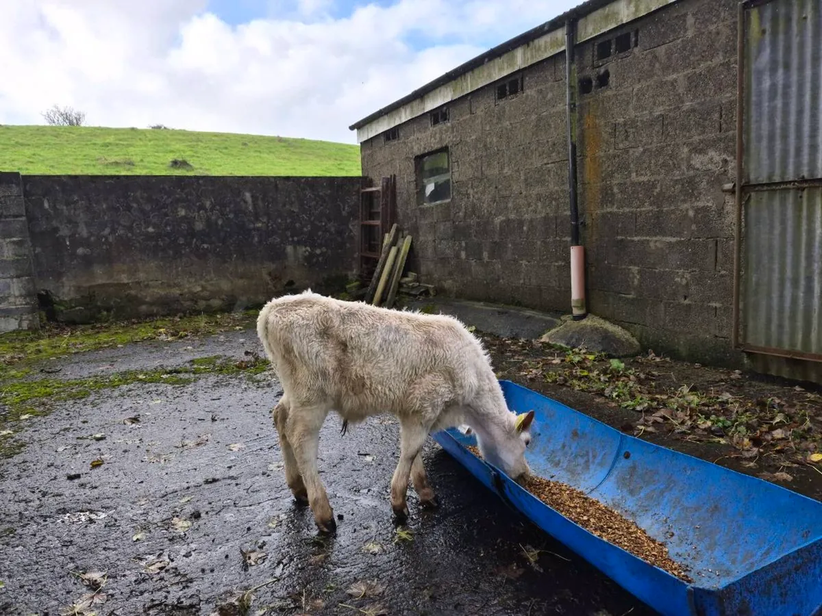 Suck calf - Image 1