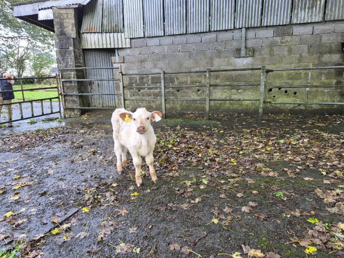 Suck calf - Image 2