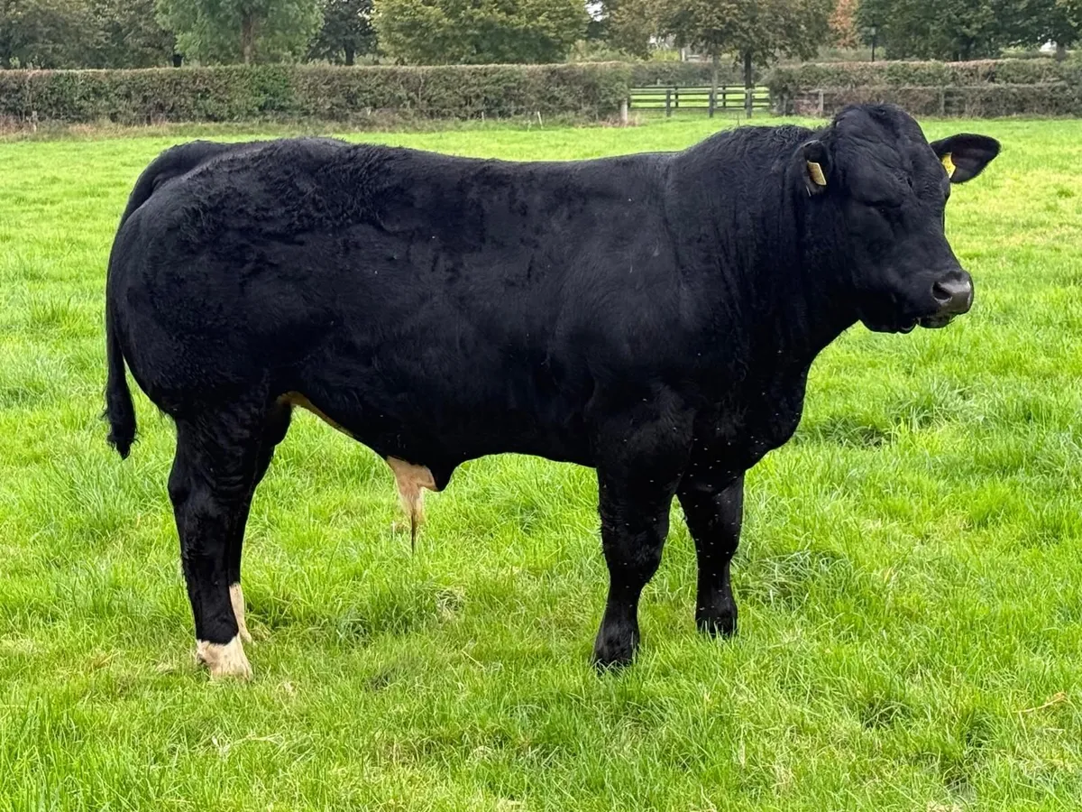 BB/LM Hybrid Bull for Sale - Image 1