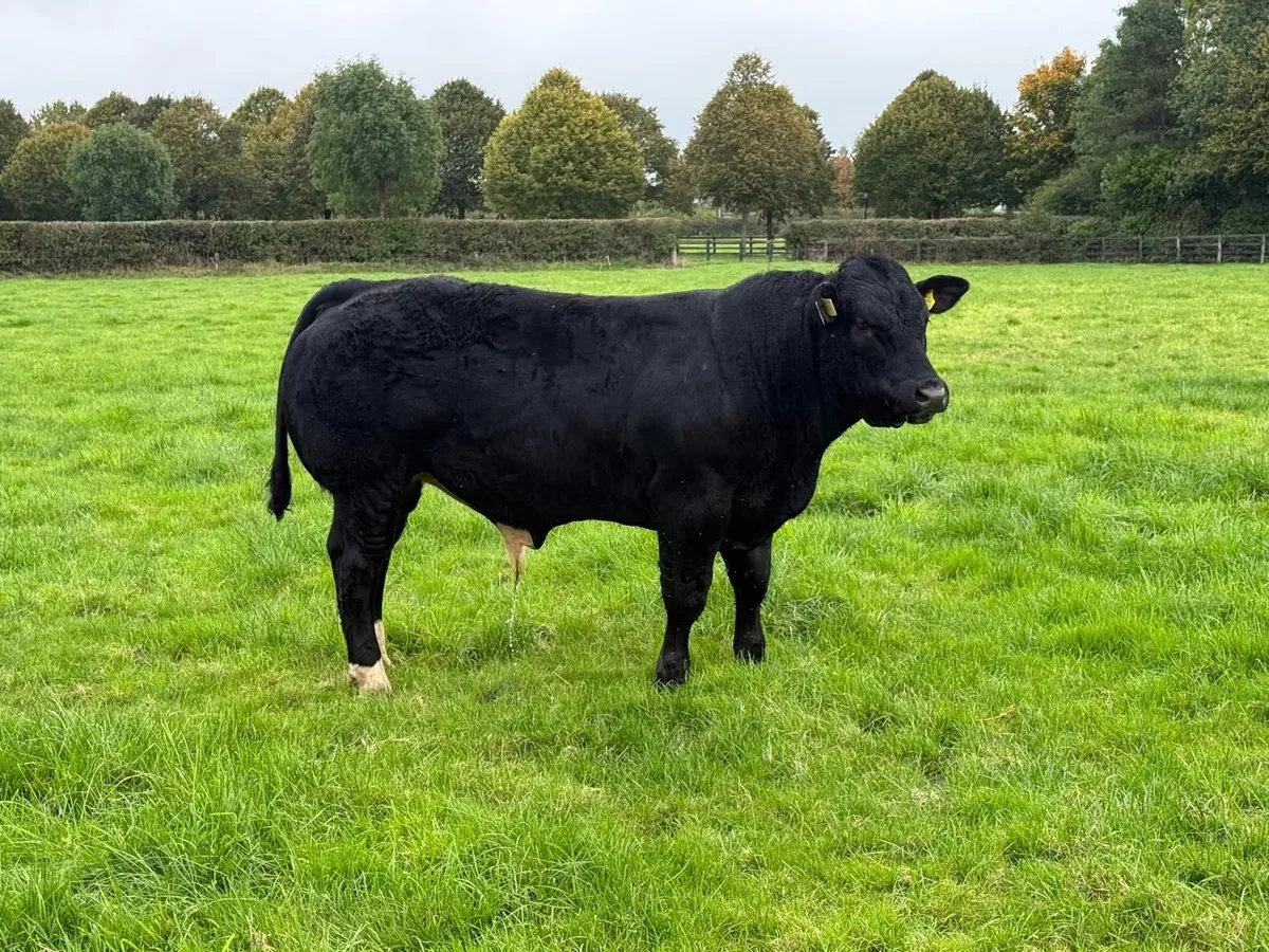 BB/LM Hybrid Bull for Sale - Image 2