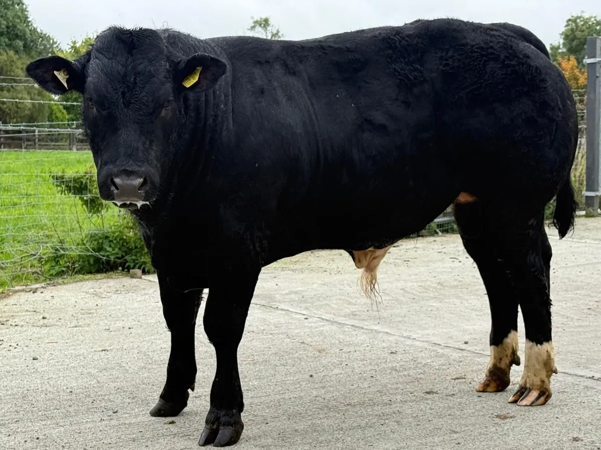 BB/LM Hybrid Bull for Sale - Image 3
