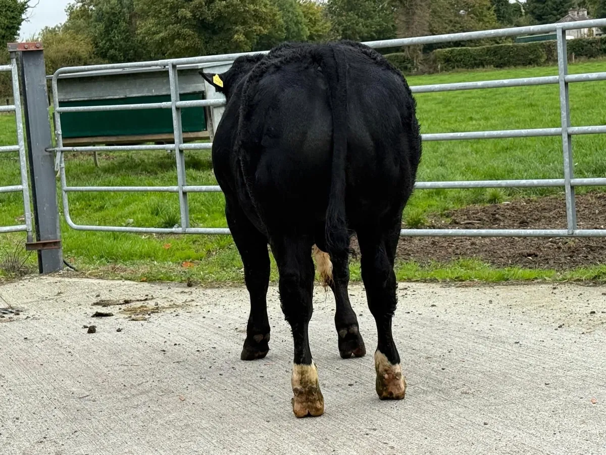 BB/LM Hybrid Bull for Sale - Image 4