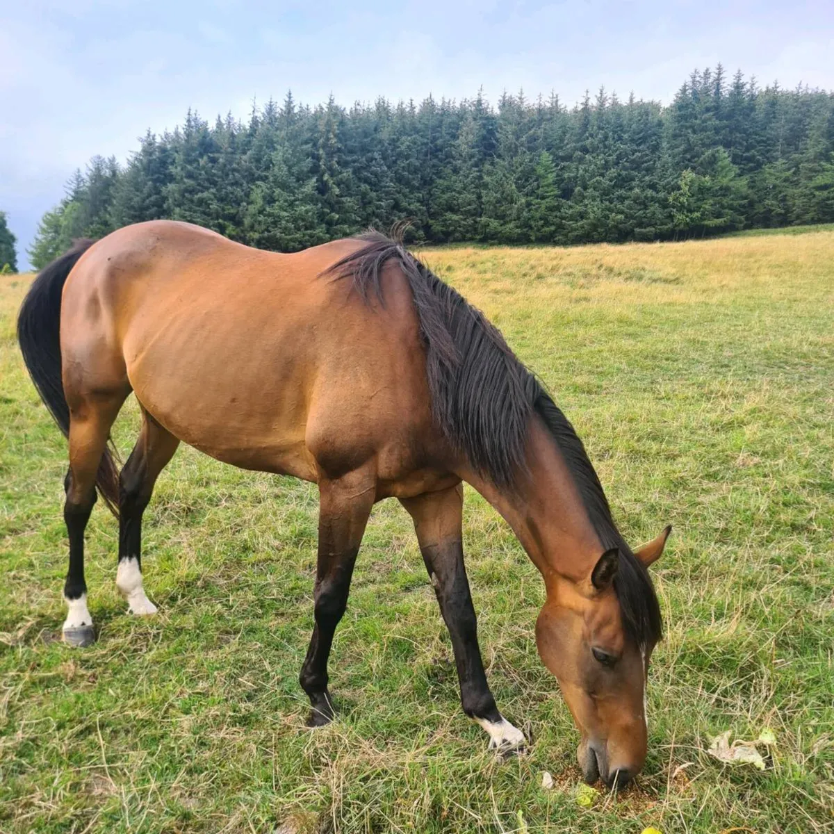 Colt horse 6 yrs old - Image 1