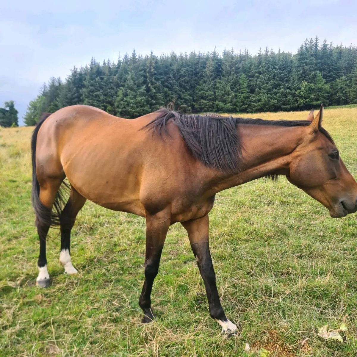 Colt horse 6 yrs old - Image 2