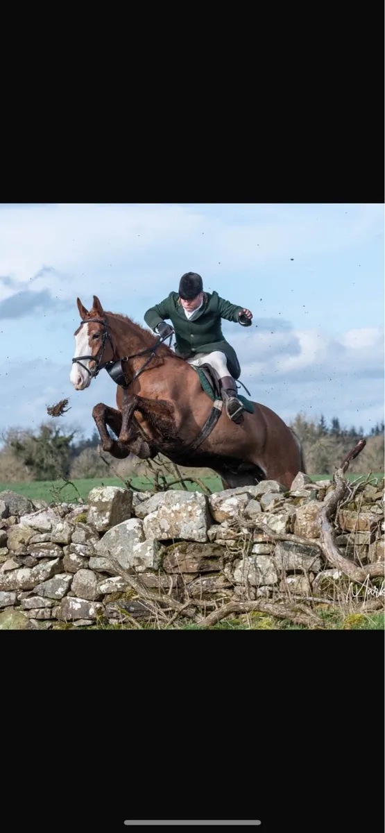 16.2 8 year old full Irish draught - Image 1