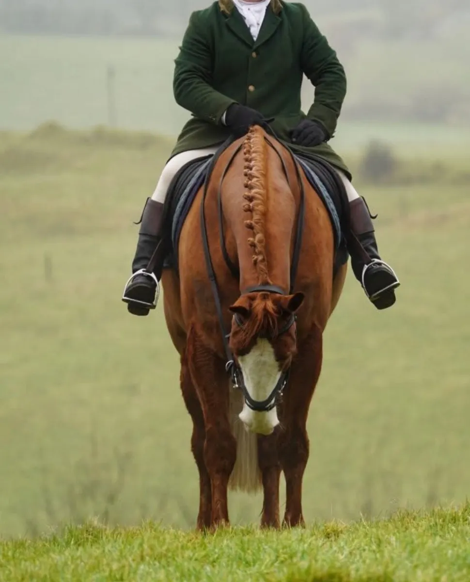 16.2 8 year old full Irish draught - Image 2