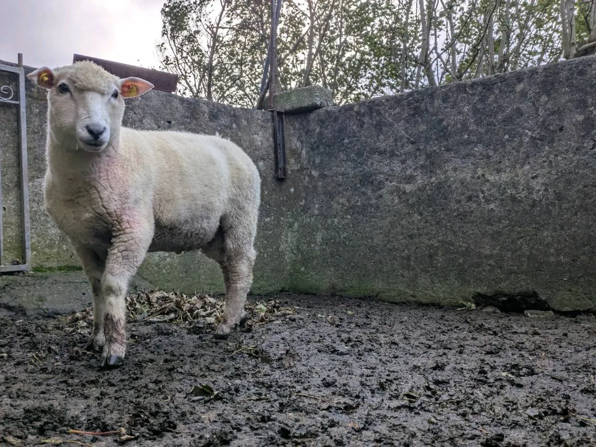 PBR Galway Hogget - Image 1