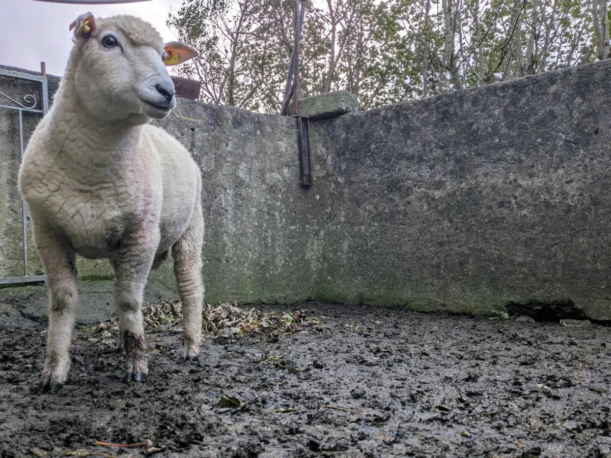 PBR Galway Hogget - Image 4