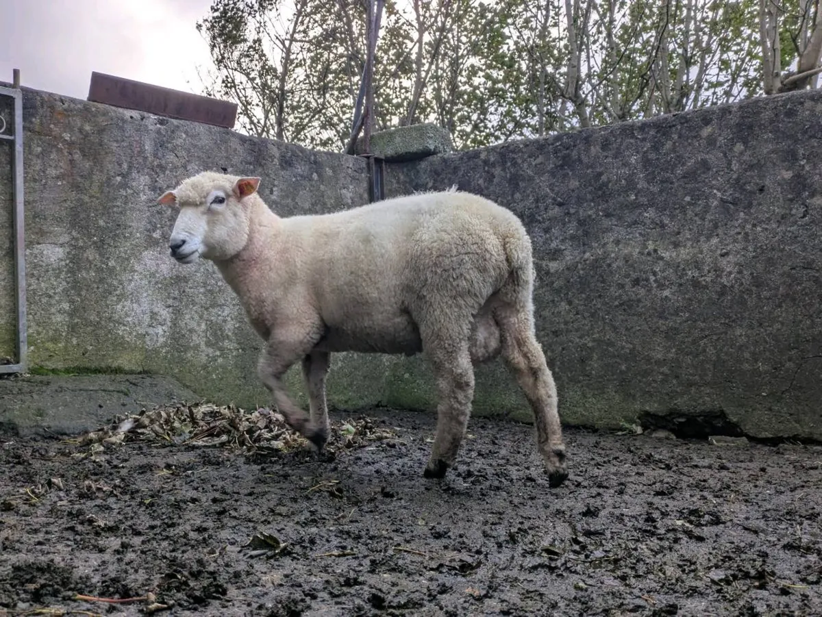PBR Galway Hogget - Image 2
