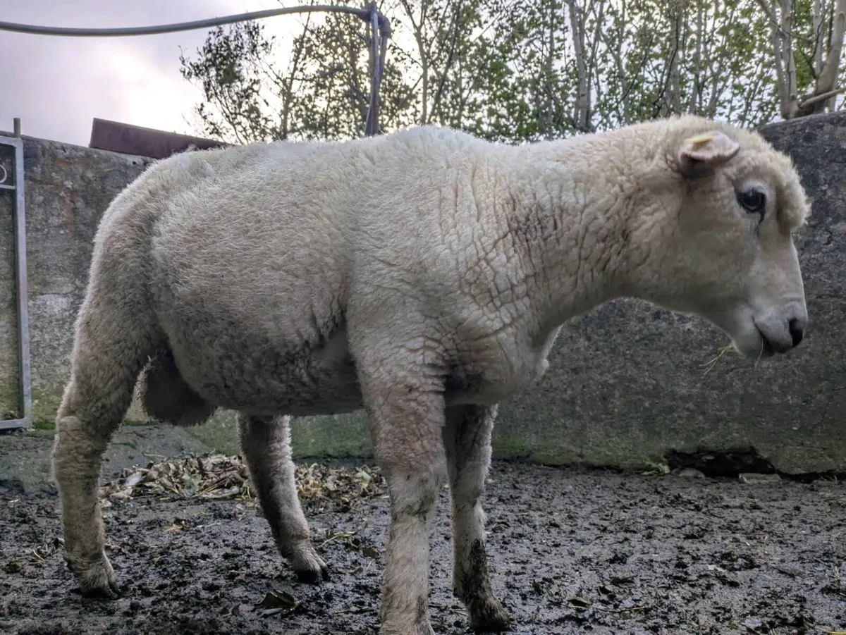 PBR Galway Hogget - Image 3