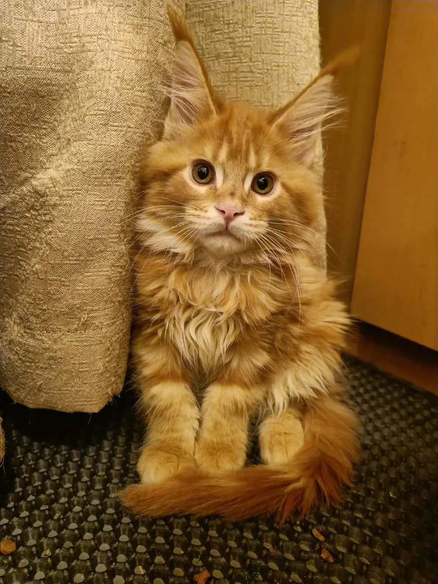 Maine Coon kittens XL for sale - Image 2