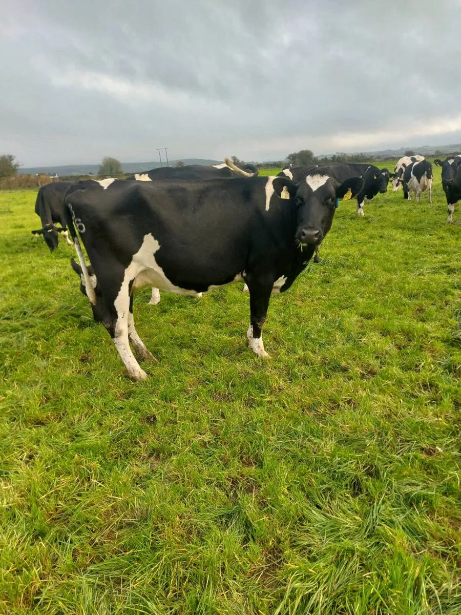 Pedigree registered young empty cows - Image 1