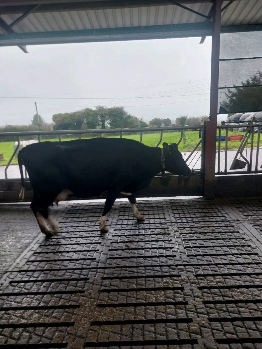 Pedigree registered young empty cows - Image 4