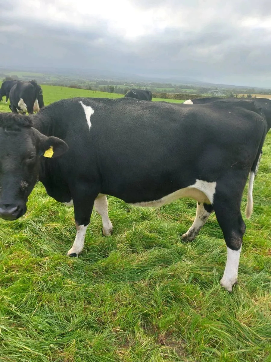 Pedigree registered young empty cows - Image 2