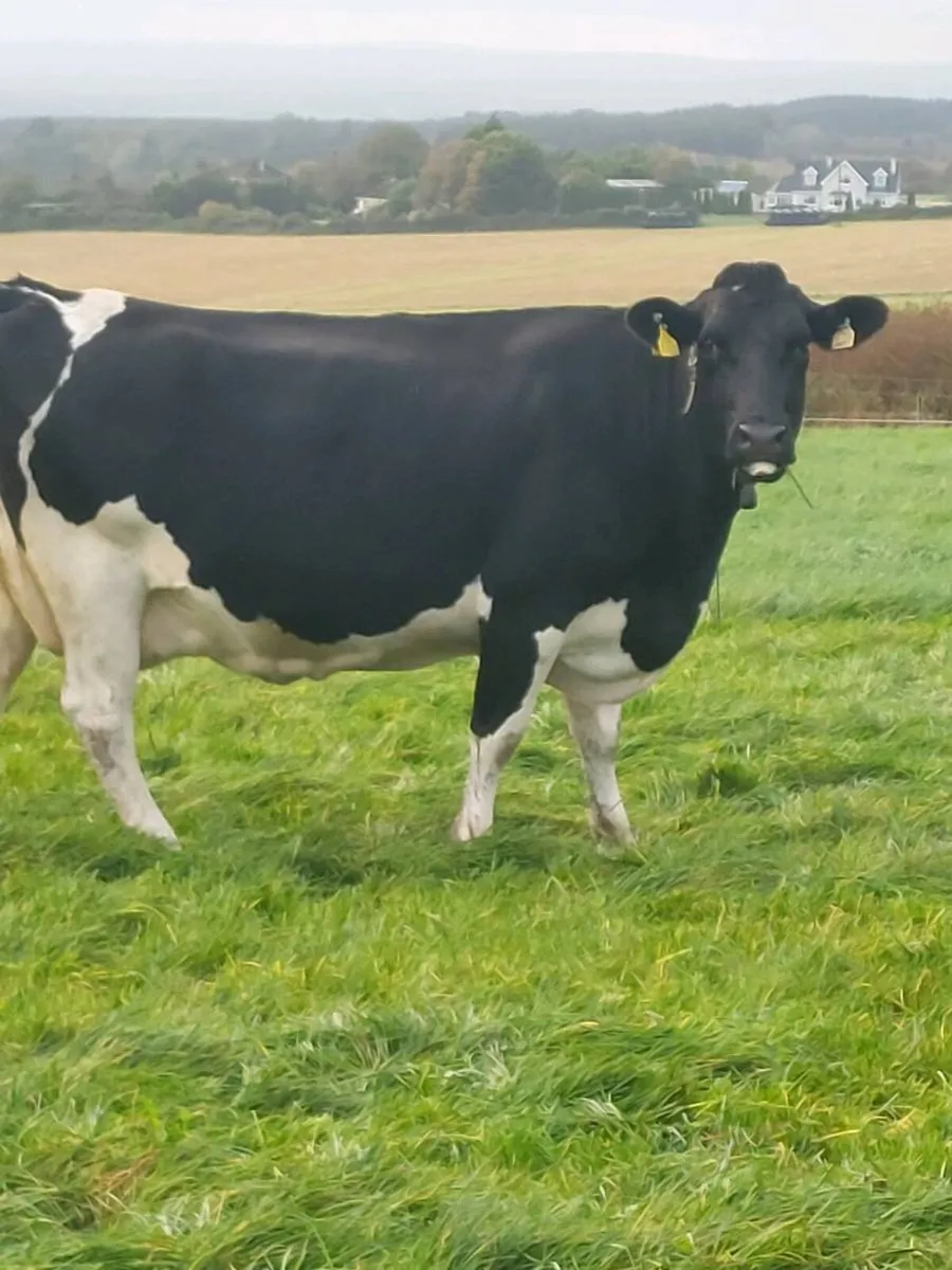 Pedigree registered young empty cows - Image 3