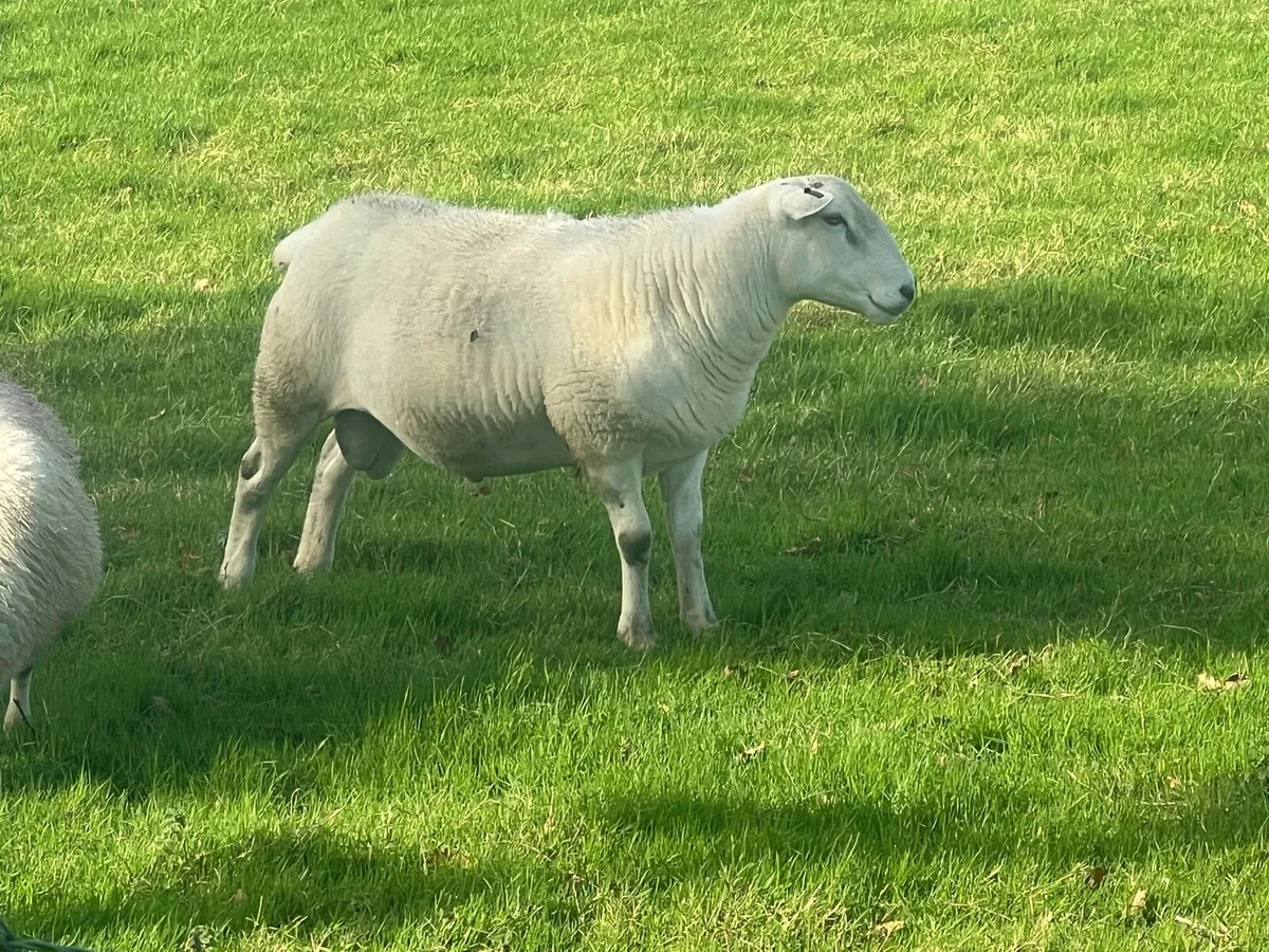Easycare ram lambs - Image 1