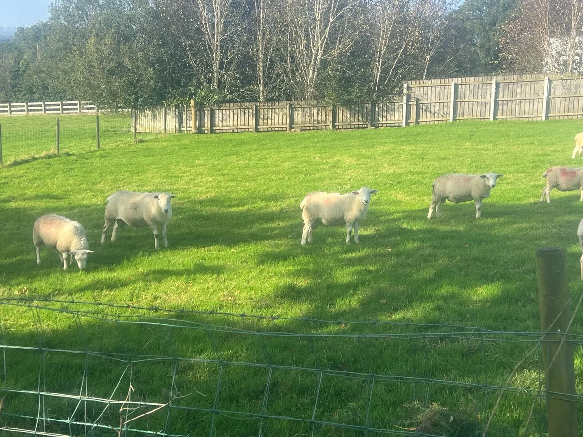 Easycare ram lambs - Image 2