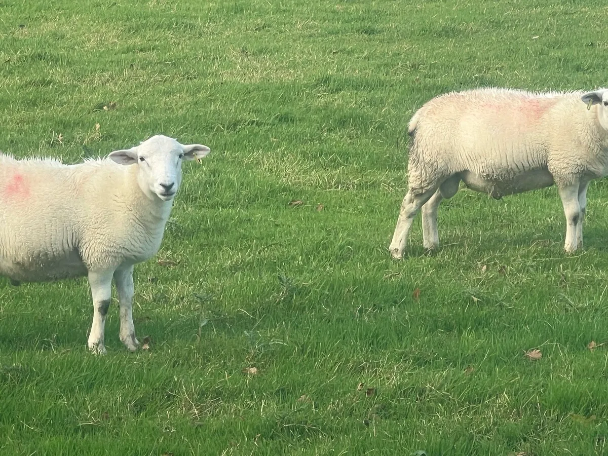 Easycare ram lambs - Image 3