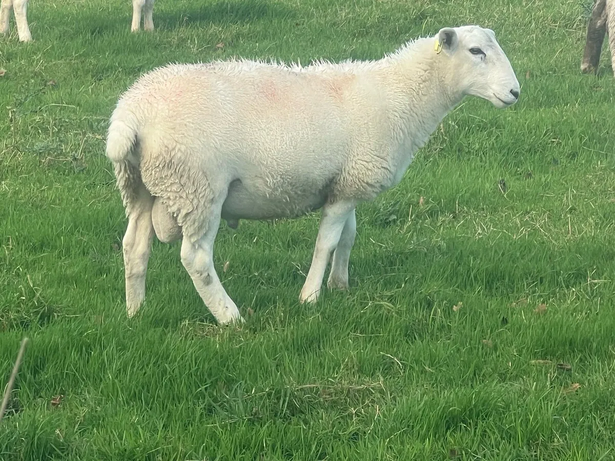 Easycare ram lambs - Image 4