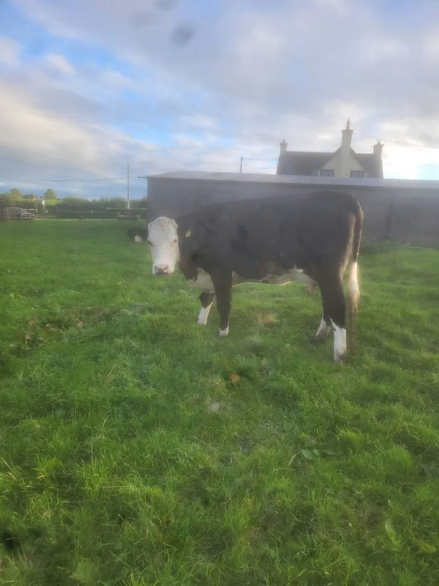 Hereford Cow with calf at foot - Image 1