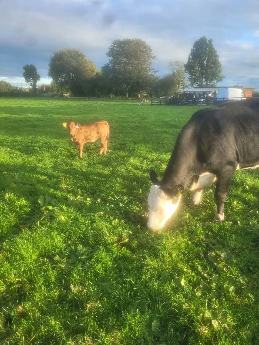 Hereford Cow with calf at foot - Image 2