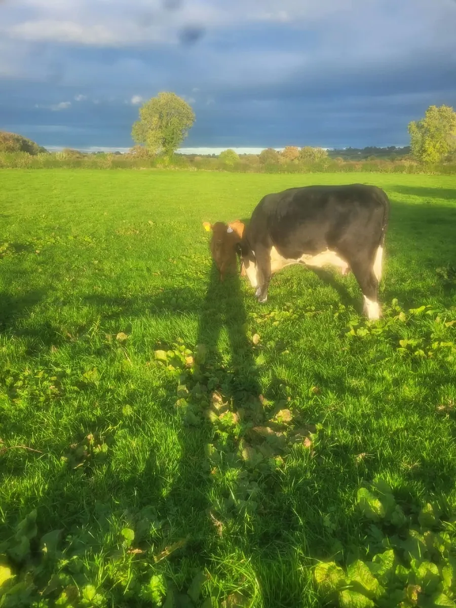 Hereford Cow with calf at foot - Image 3