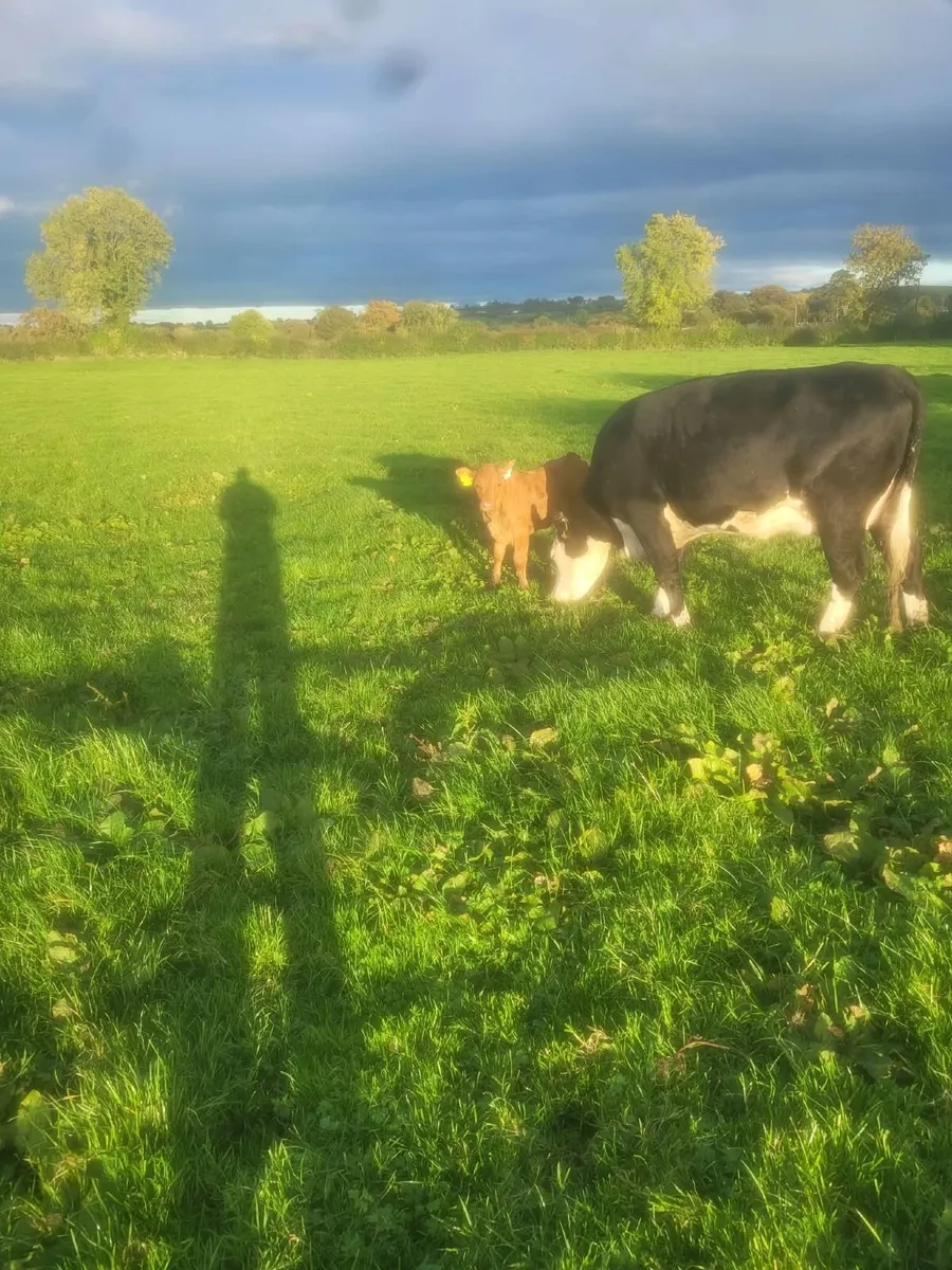 Hereford Cow with calf at foot - Image 4