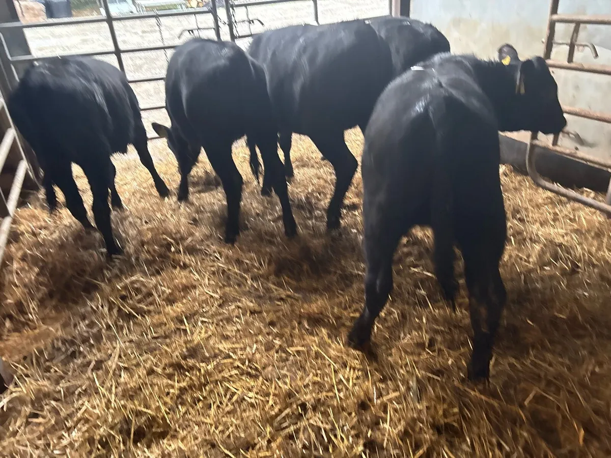 10 super Angus weanling heifers - Image 1