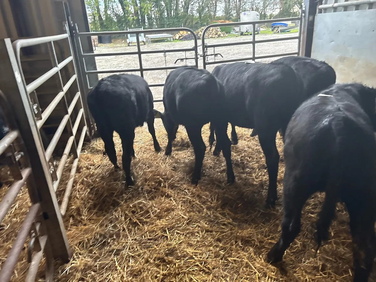 10 super Angus weanling heifers - Image 3