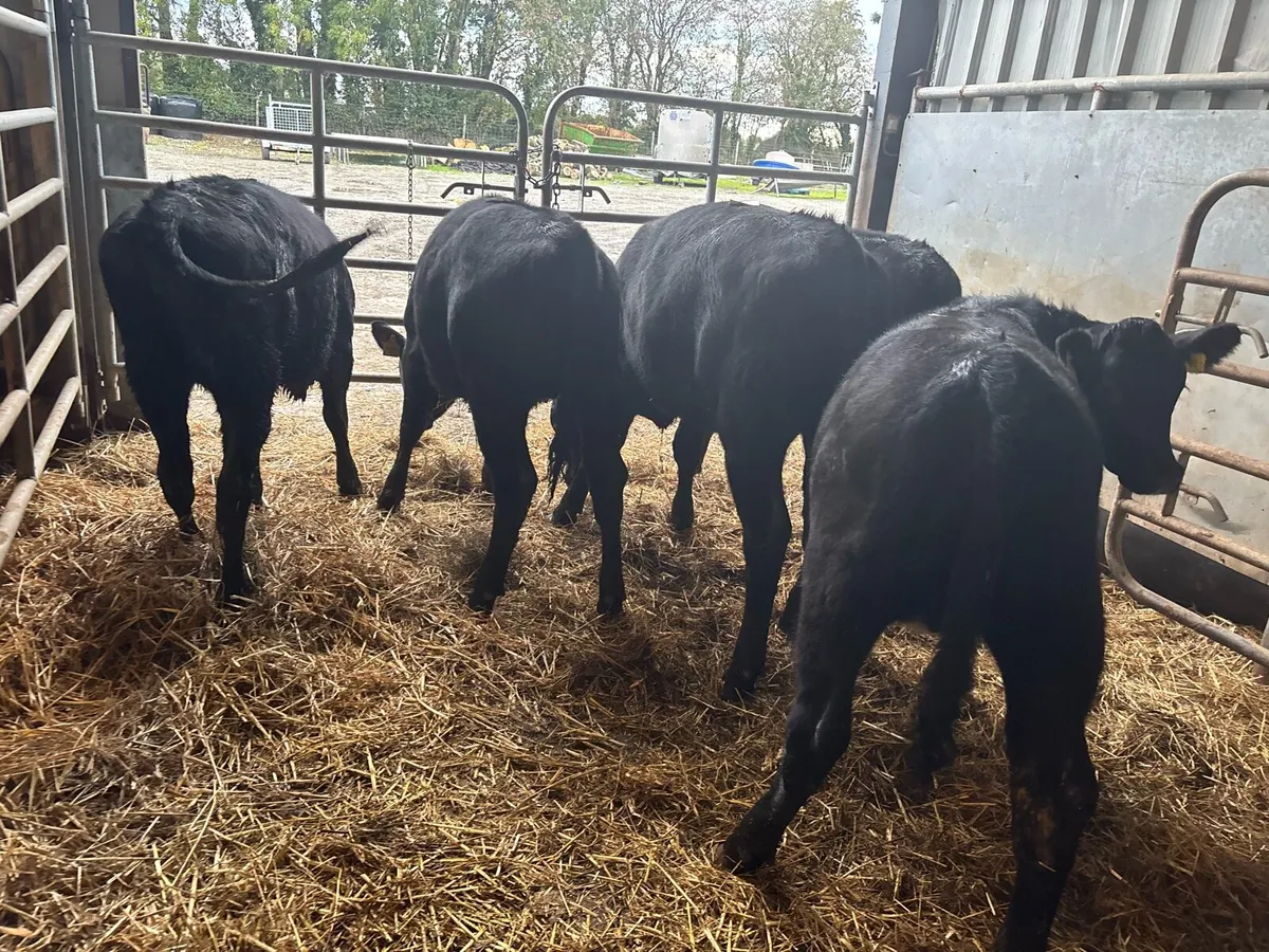 10 super Angus weanling heifers - Image 4