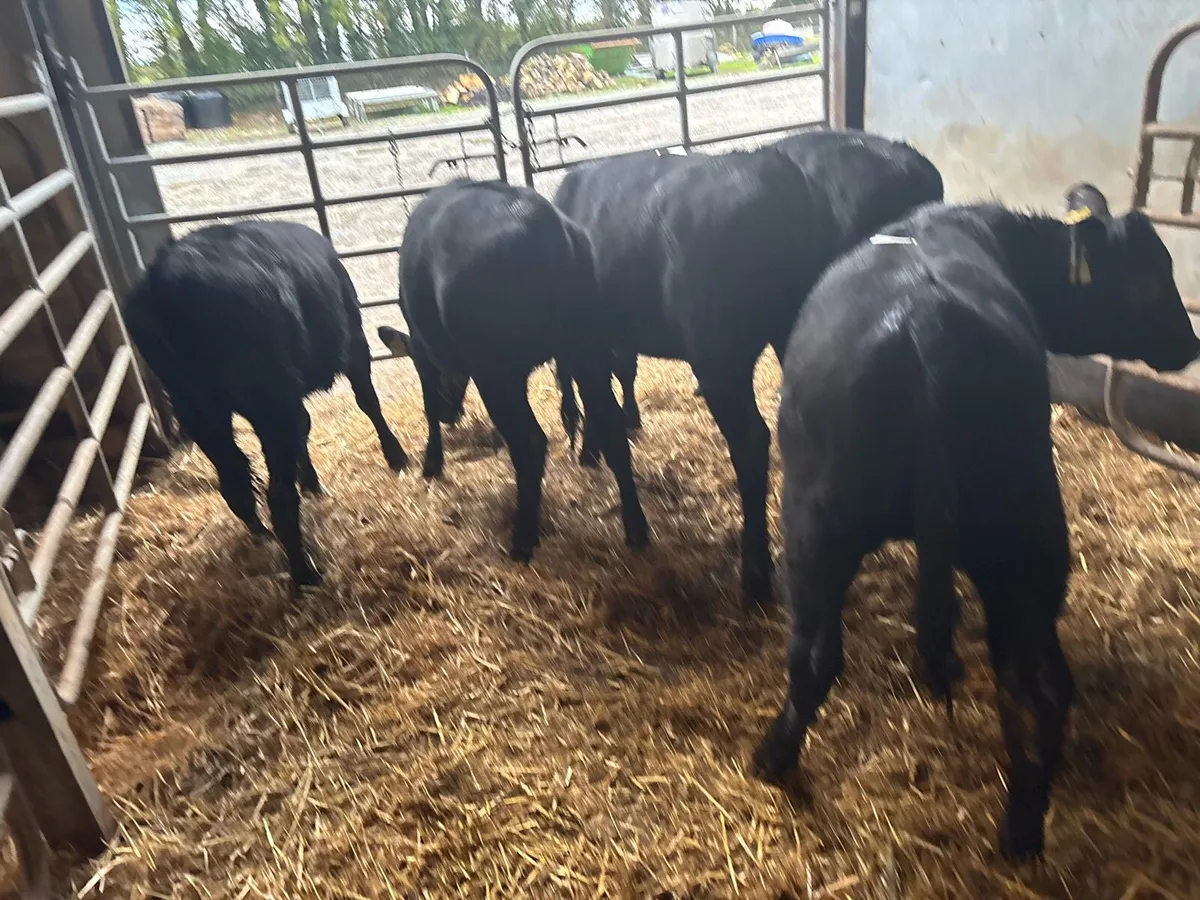 10 super Angus weanling heifers - Image 2