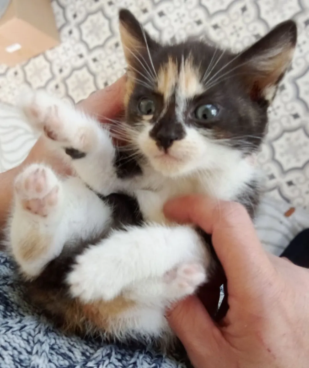 Kittens , ragdoll X Maine coone - Image 2