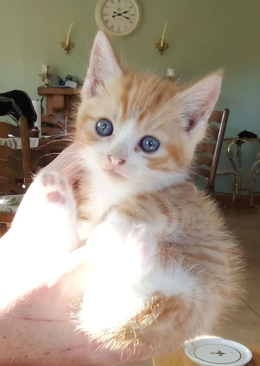 Kittens , ragdoll X Maine coone - Image 3