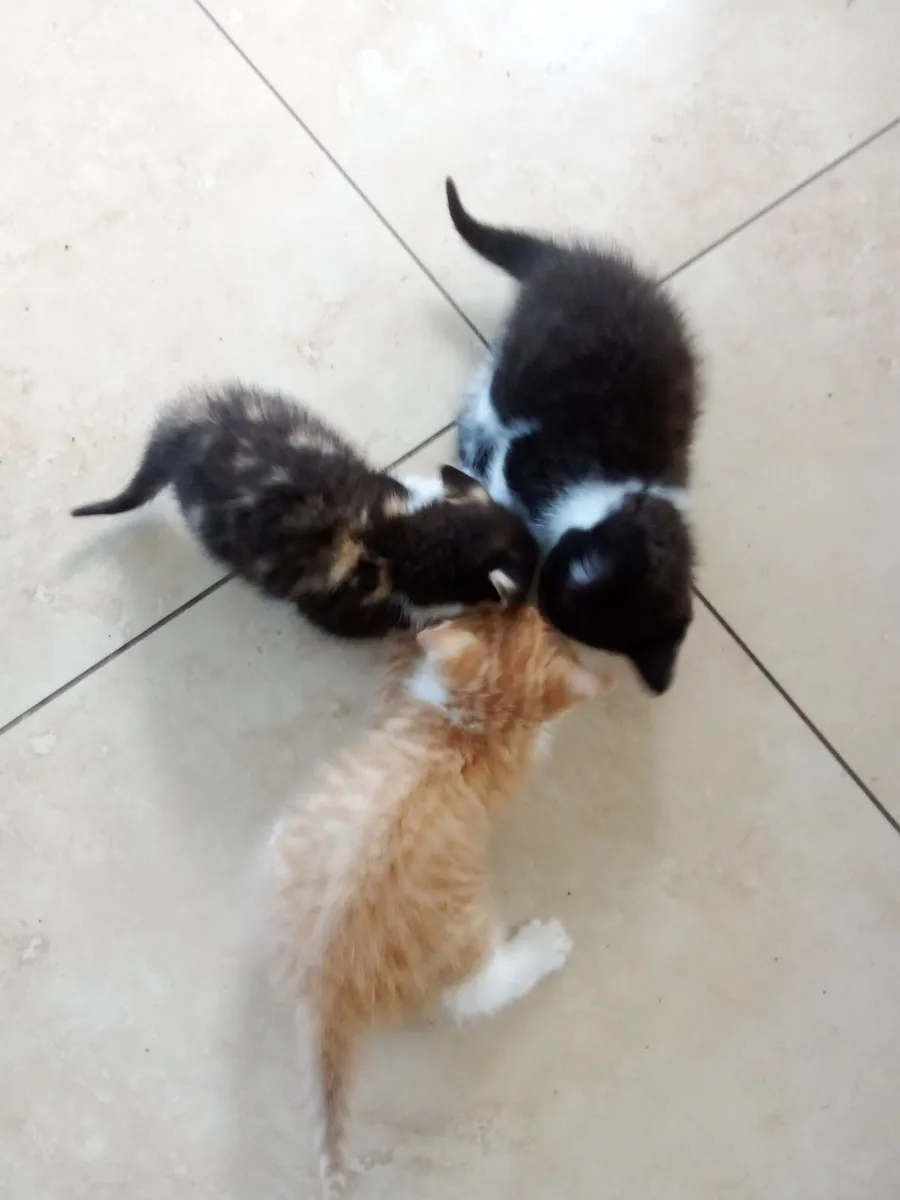 Kittens , ragdoll X Maine coone - Image 4