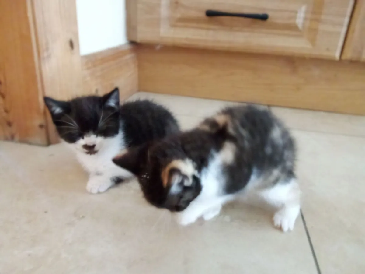 Kittens , ragdoll X Maine coone - Image 1